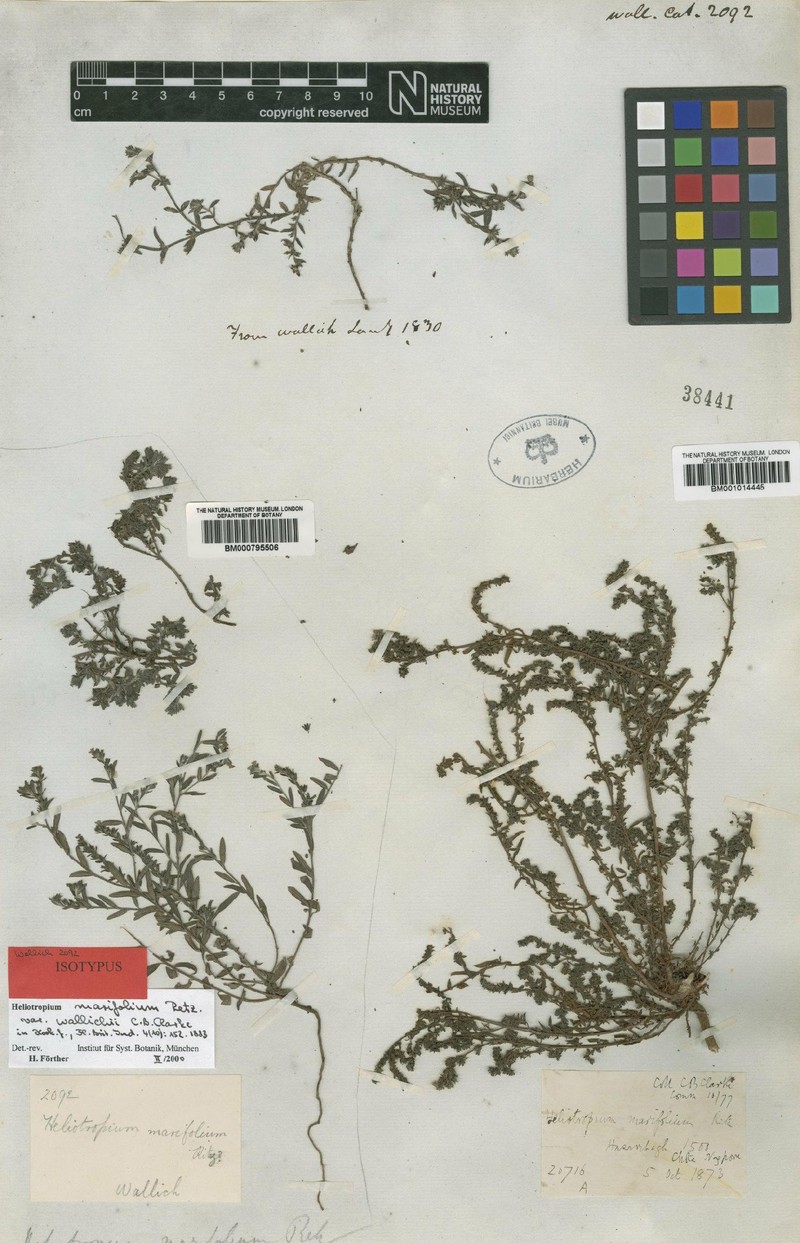 Euploca marifolia subsp. wallichii
