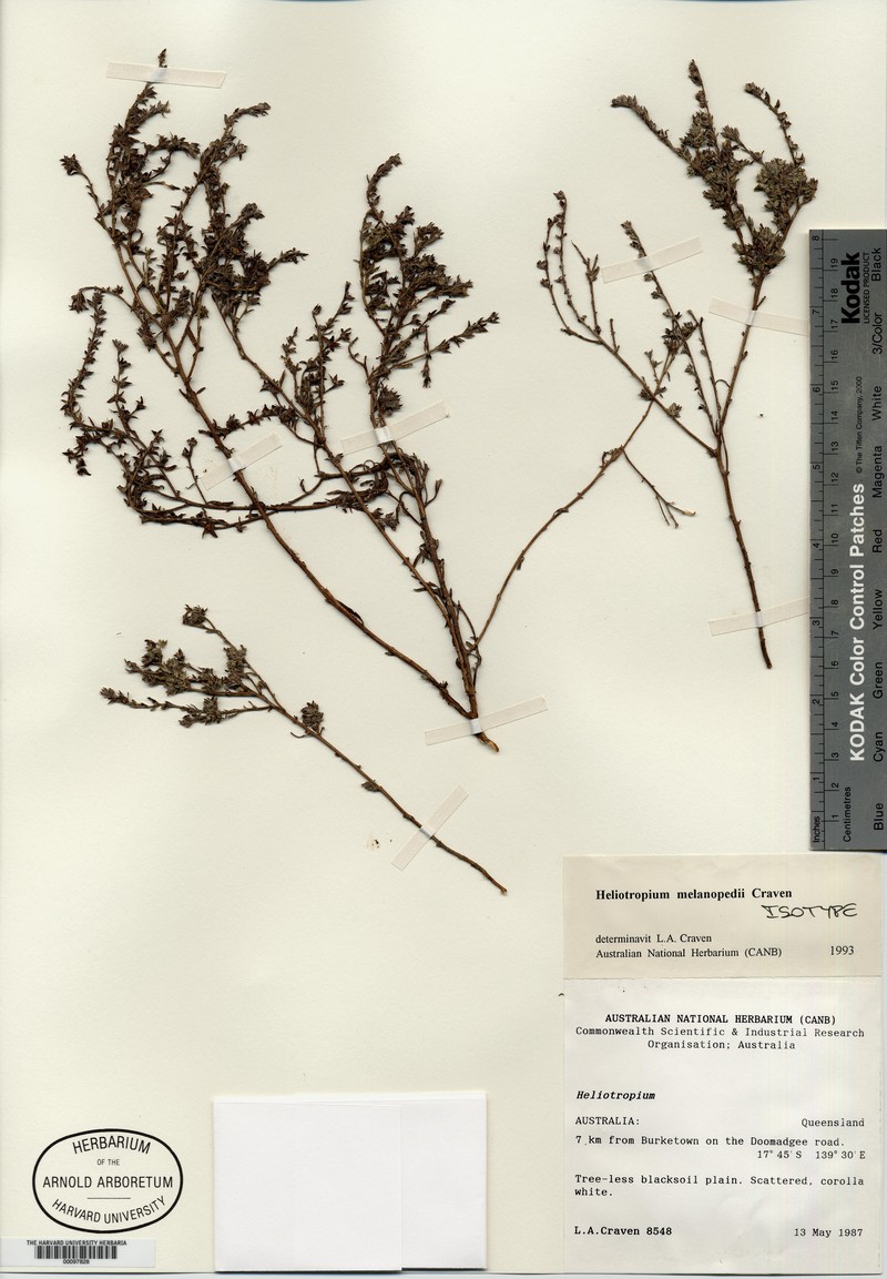 Euploca melanopedii