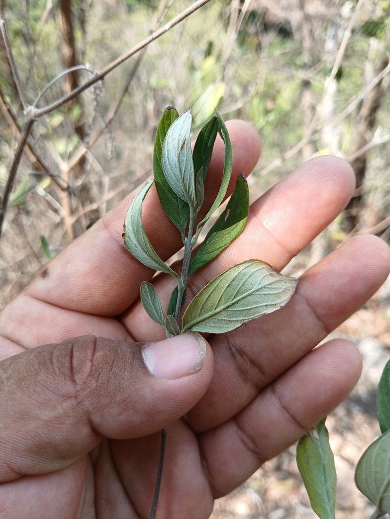 Euploca mexicana