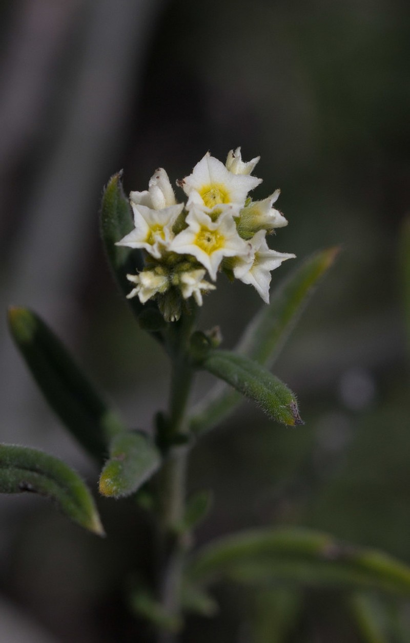 Euploca mexicana photo 2