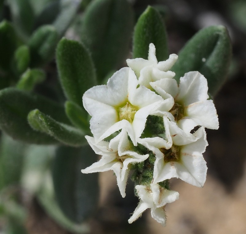 Euploca mexicana photo 3