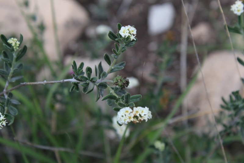 Euploca mexicana photo 4