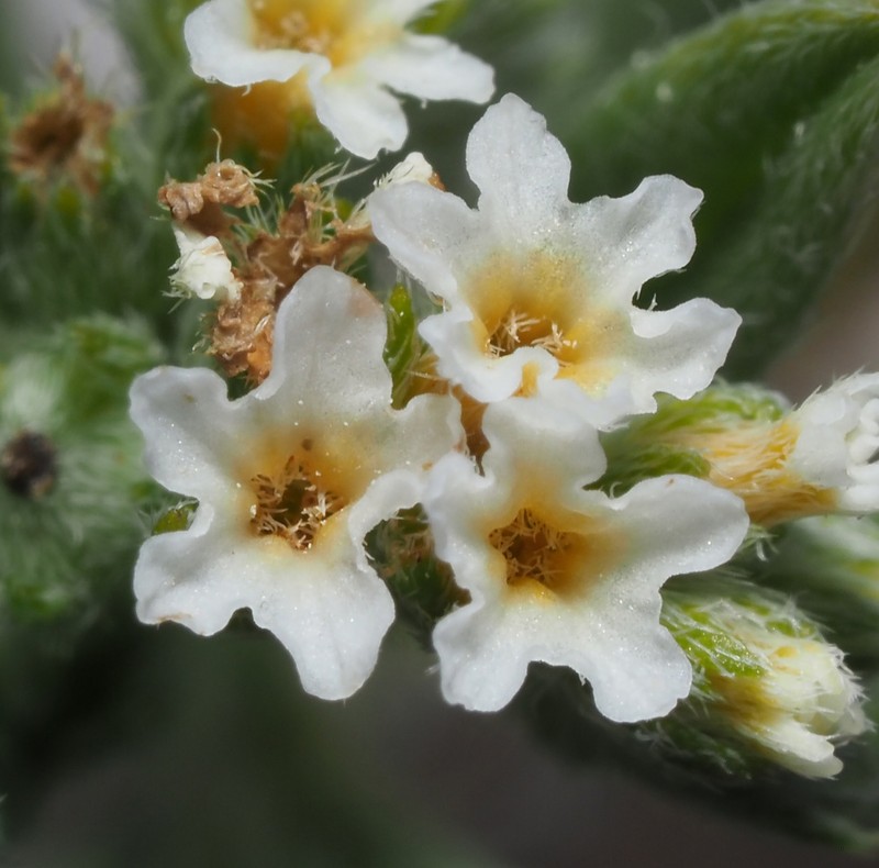 Euploca mexicana photo 5