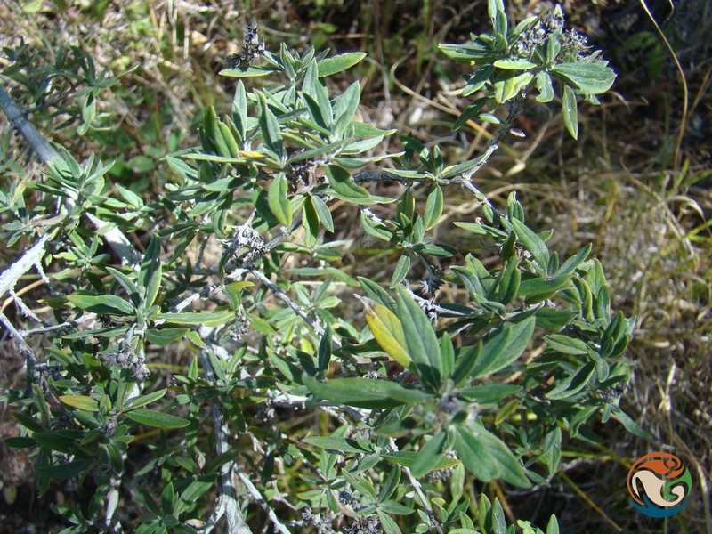 Euploca mexicana photo 6