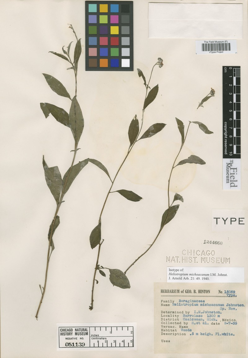 Euploca michoacana