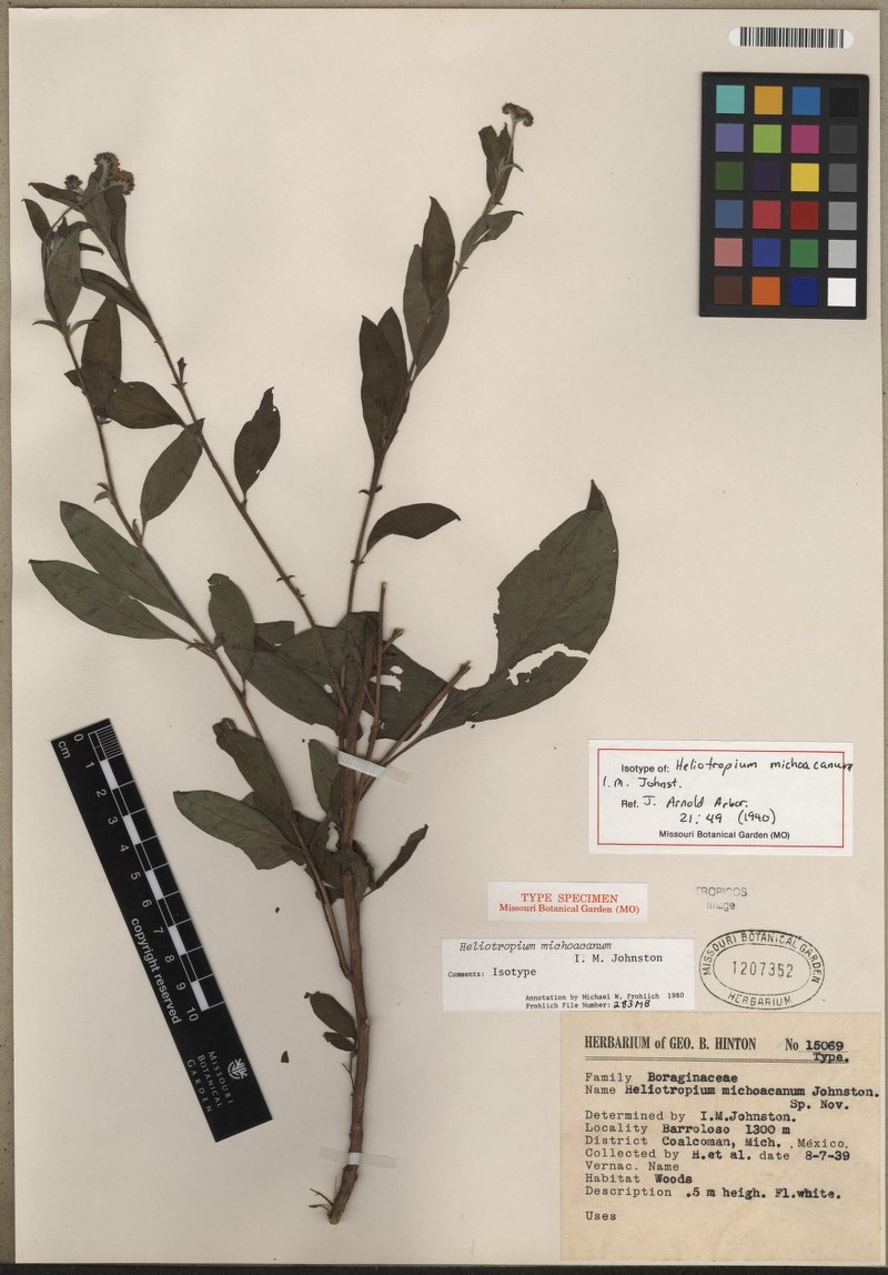 Euploca michoacana photo 2