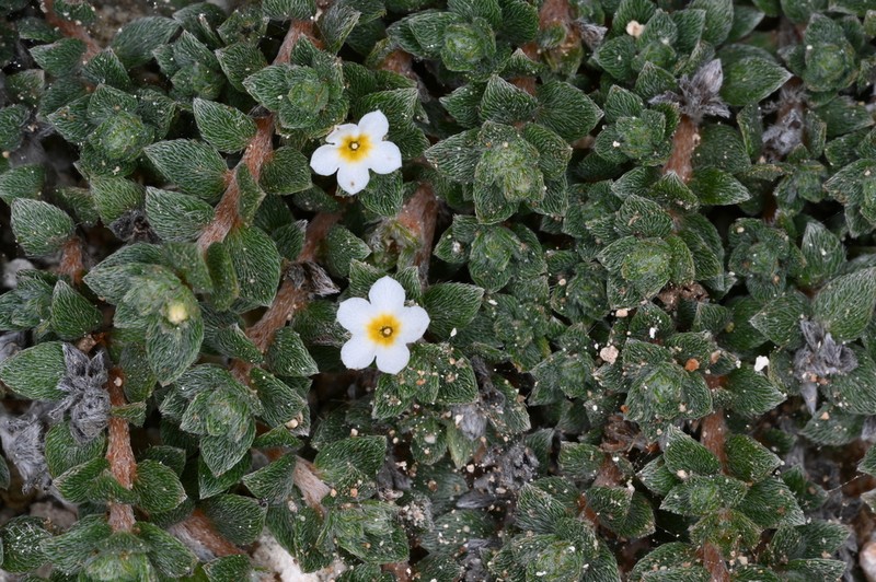 Littleleaf Heliotrope photo 3