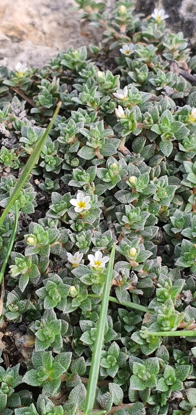Littleleaf Heliotrope photo 4