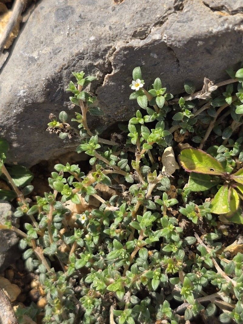 Littleleaf Heliotrope photo 6