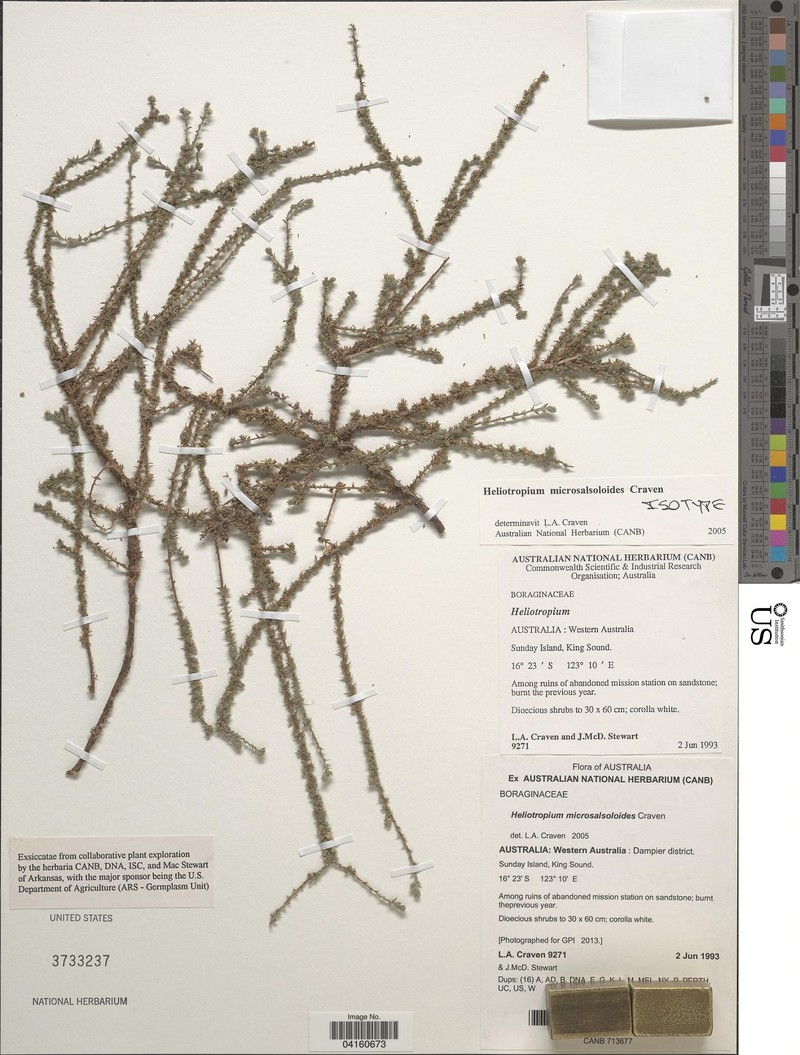 Euploca microsalsoloides