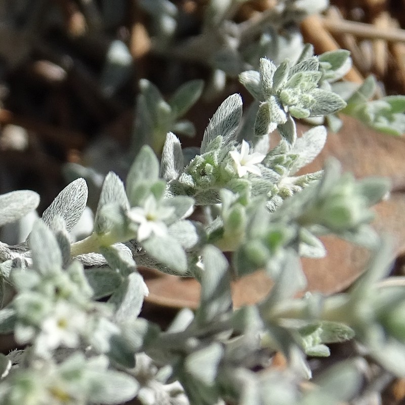 Euploca nana photo 2