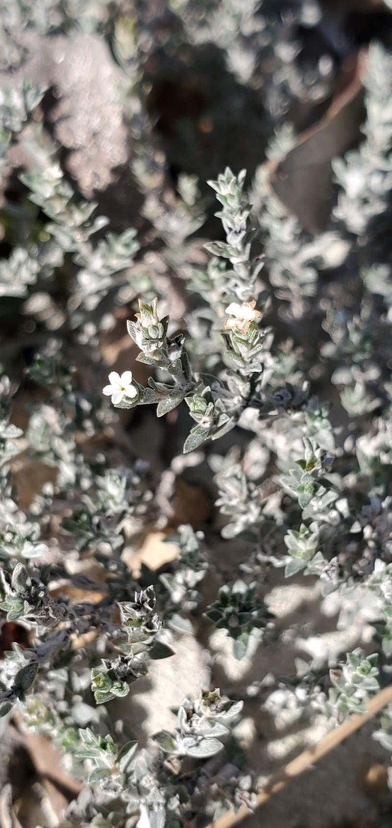 Euploca nana photo 3