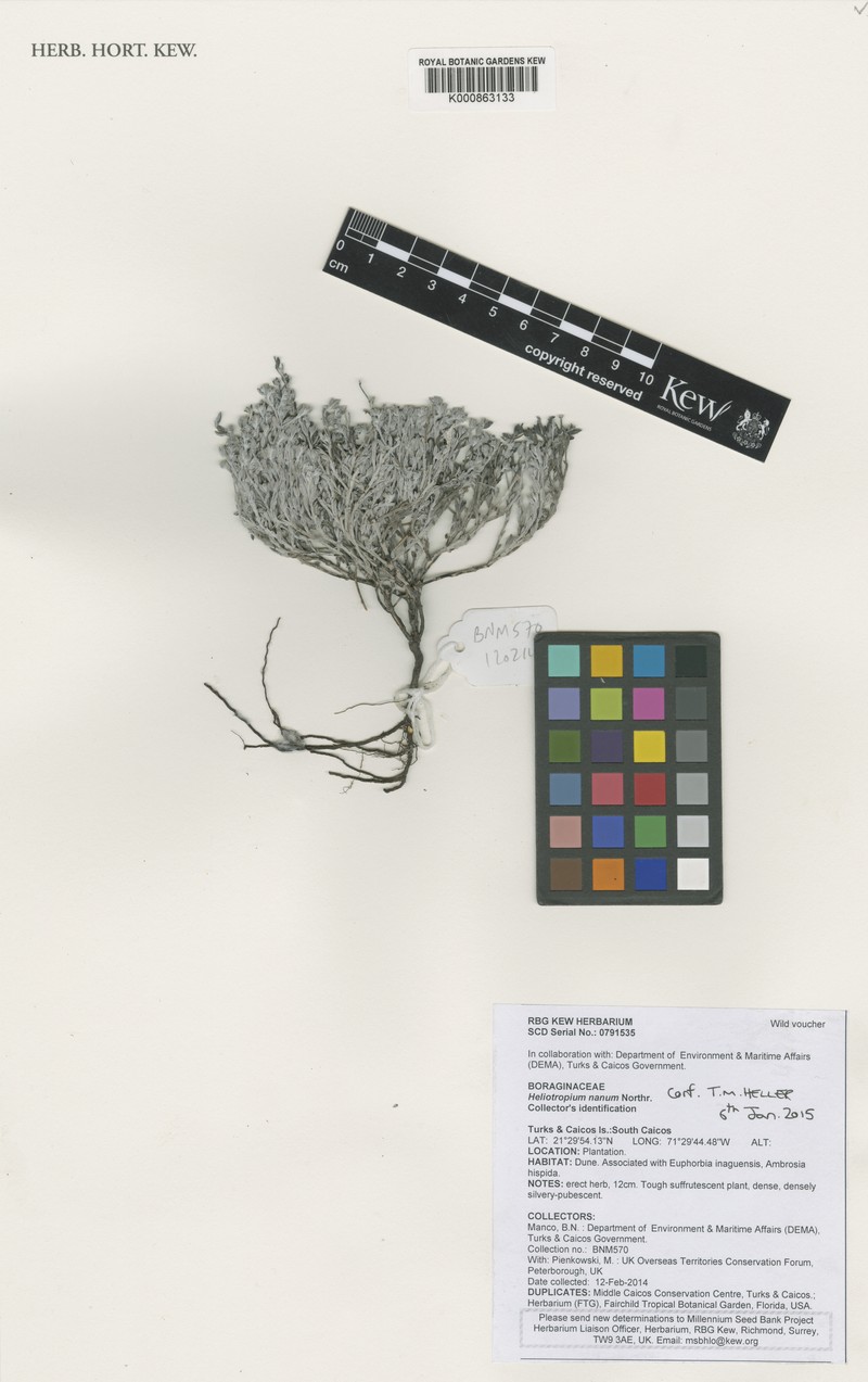 Euploca nana photo 7