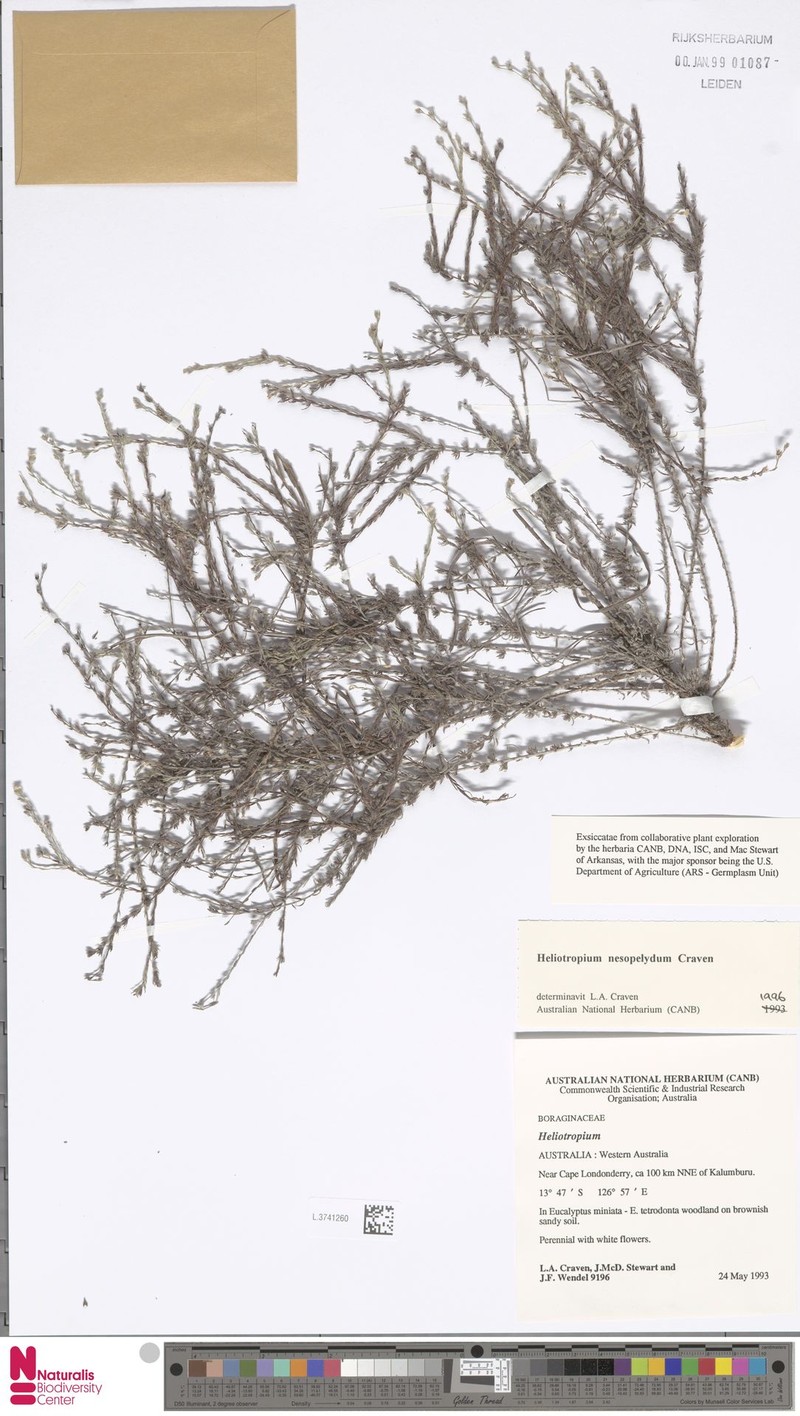 Euploca nesopelyda