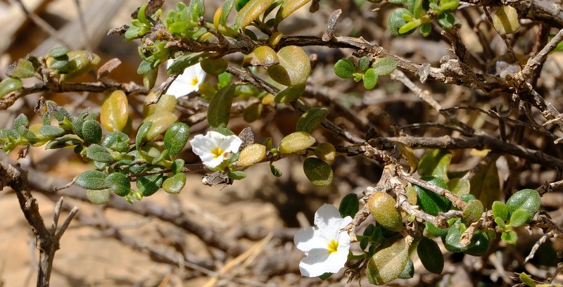 Euploca nigricans