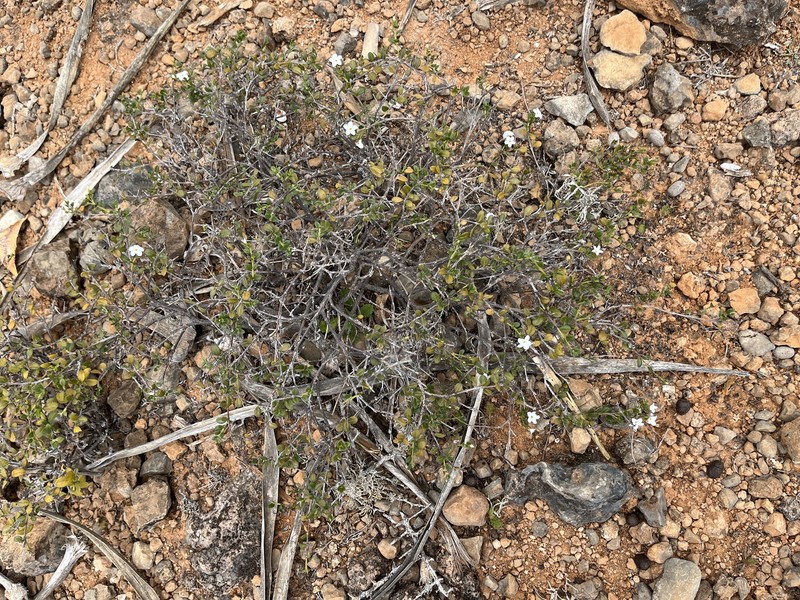 Euploca nigricans photo 2