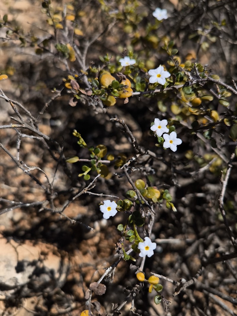 Euploca nigricans photo 3