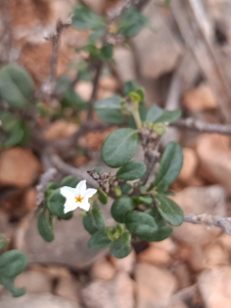 Euploca nigricans photo 4
