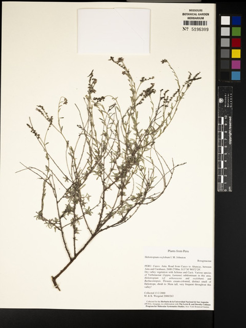 Euploca oxyloba