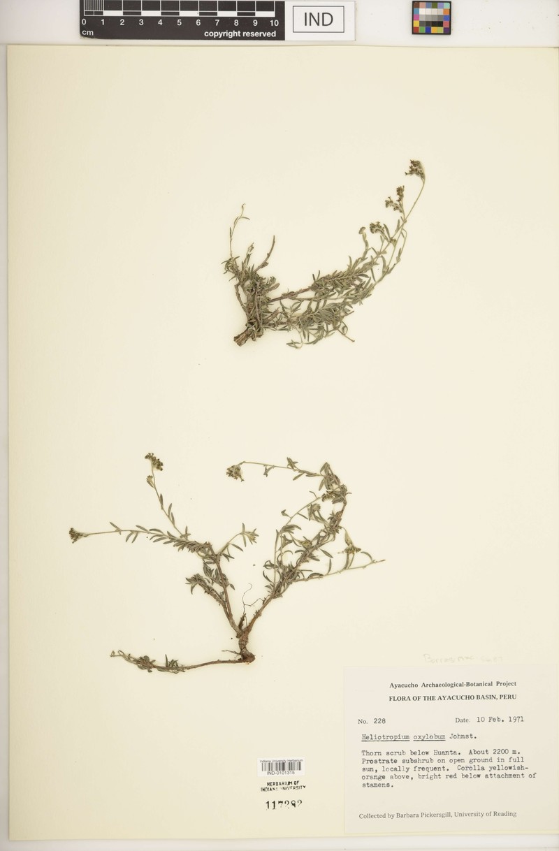 Euploca oxyloba photo 2