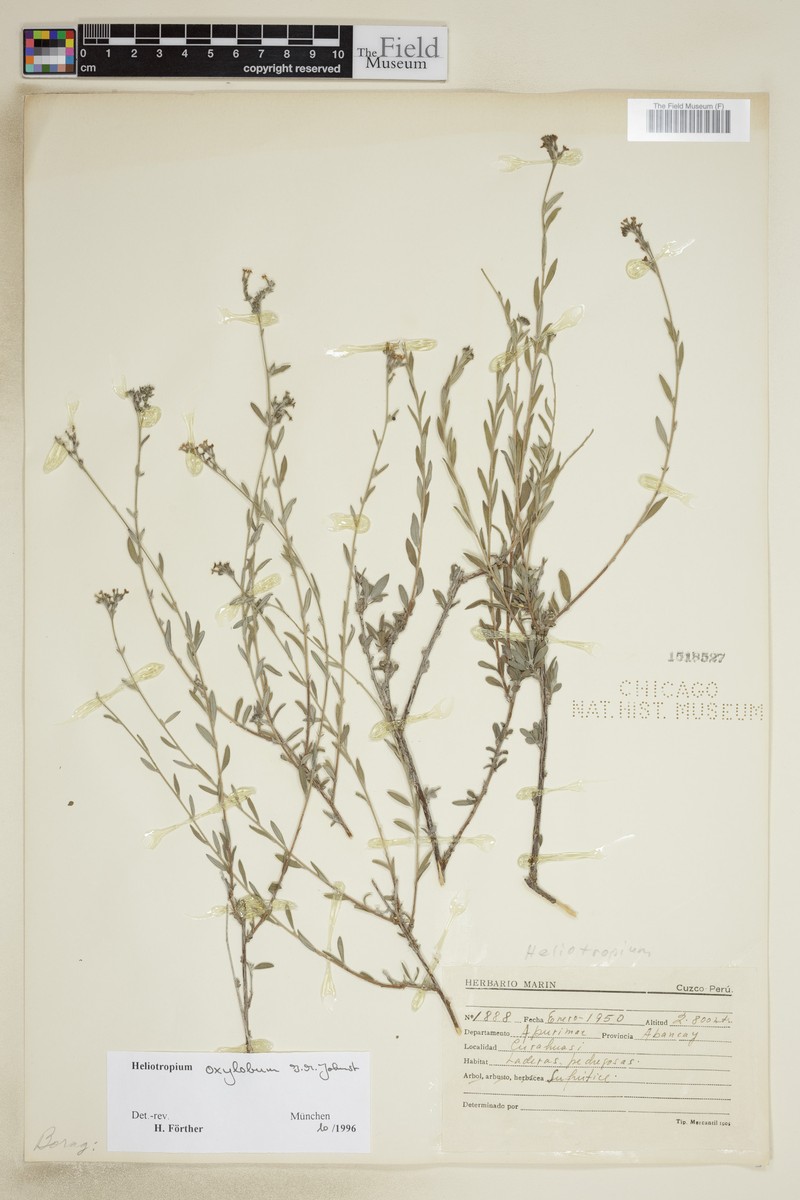 Euploca oxyloba photo 3