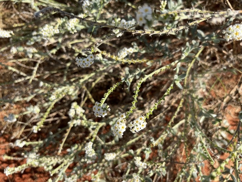 Euploca pachyphylla