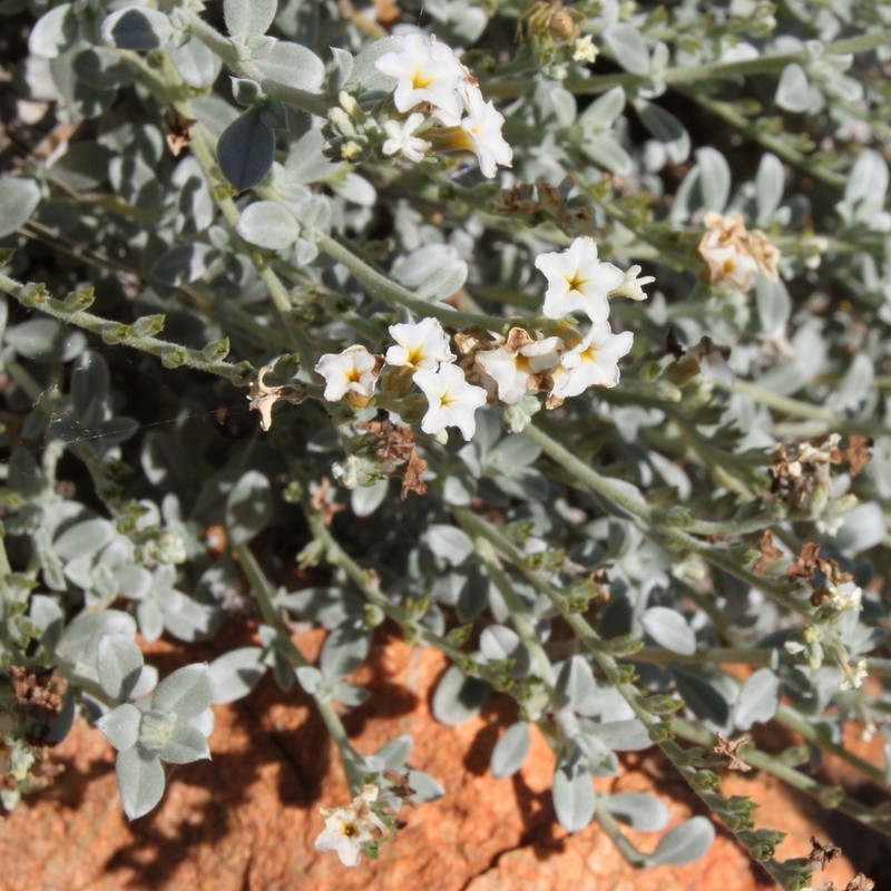 Euploca pachyphylla photo 2