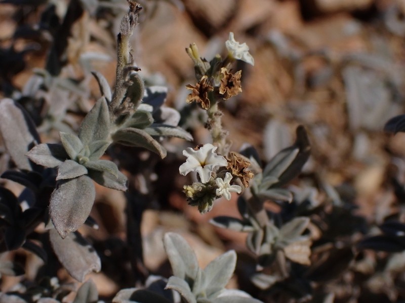 Euploca pachyphylla photo 3