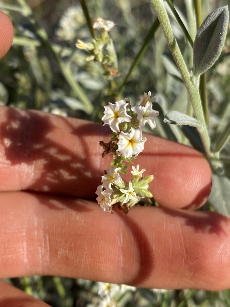 Euploca pachyphylla photo 4