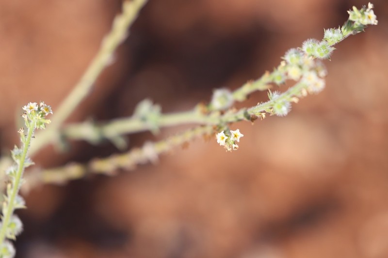 Euploca pachyphylla photo 6