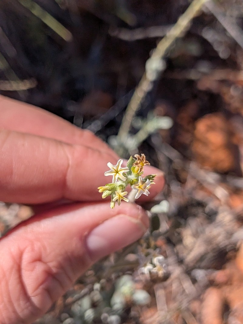 Euploca pachyphylla photo 7