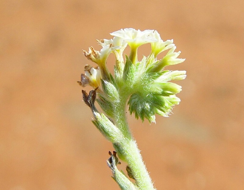 Euploca pachyphylla photo 8
