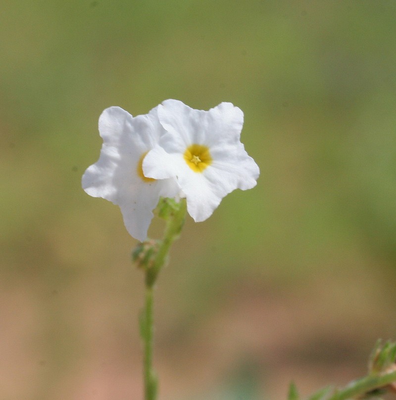 Euploca paniculata photo 2