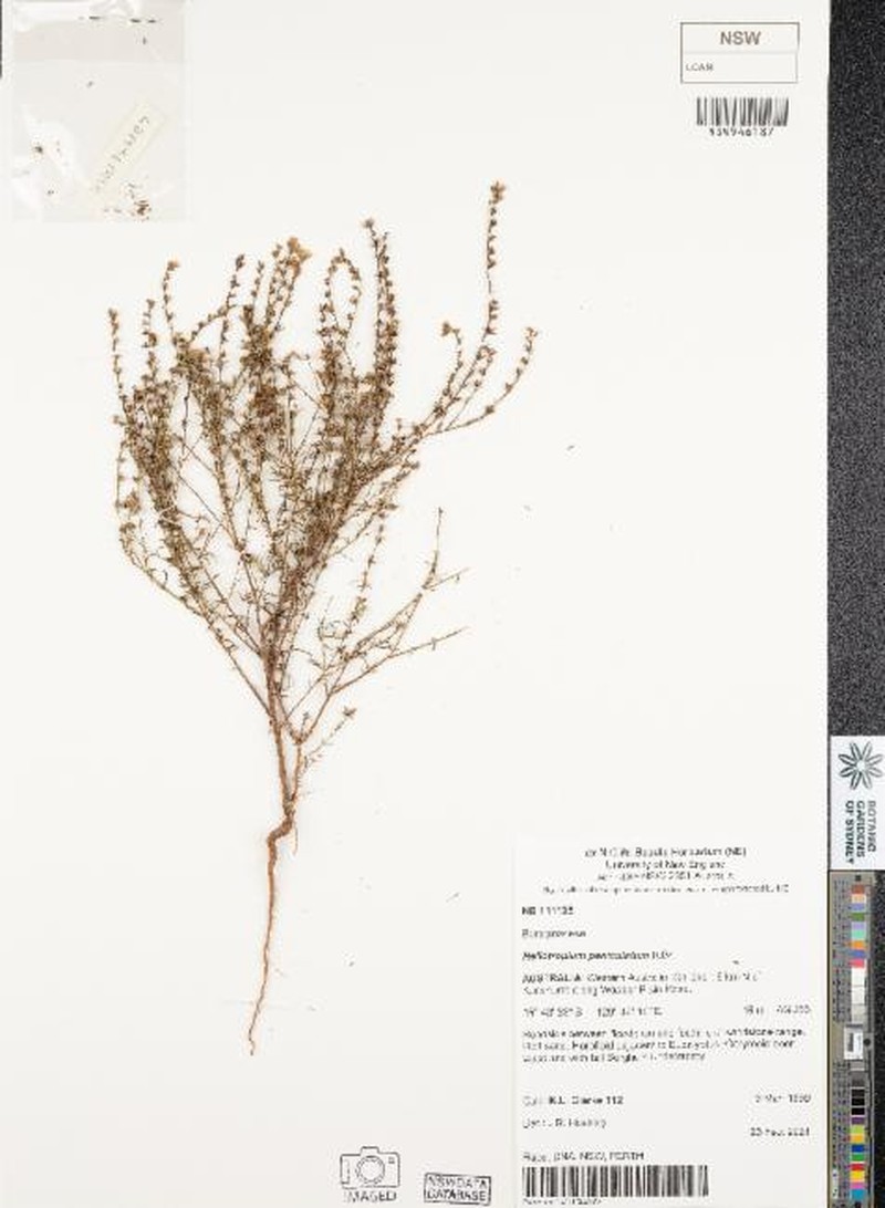 Euploca paniculata photo 3