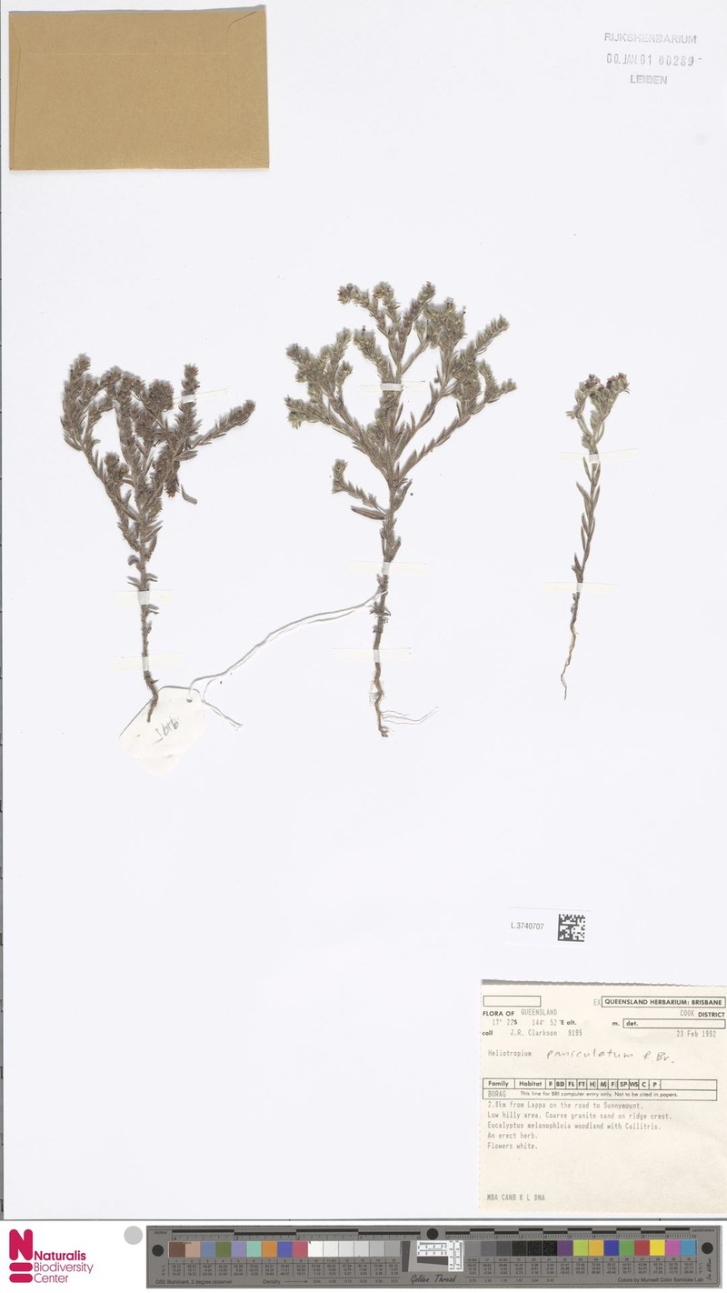 Euploca paniculata photo 4