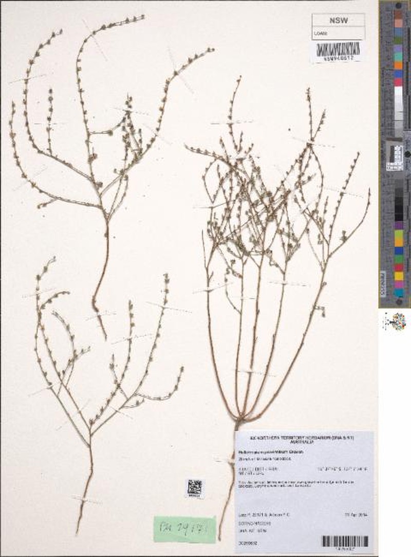 Euploca parviantrum