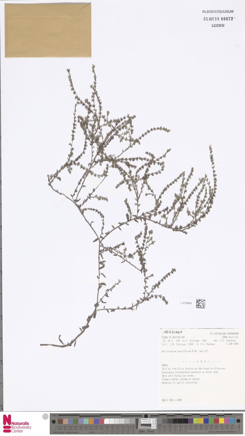 Euploca pauciflora