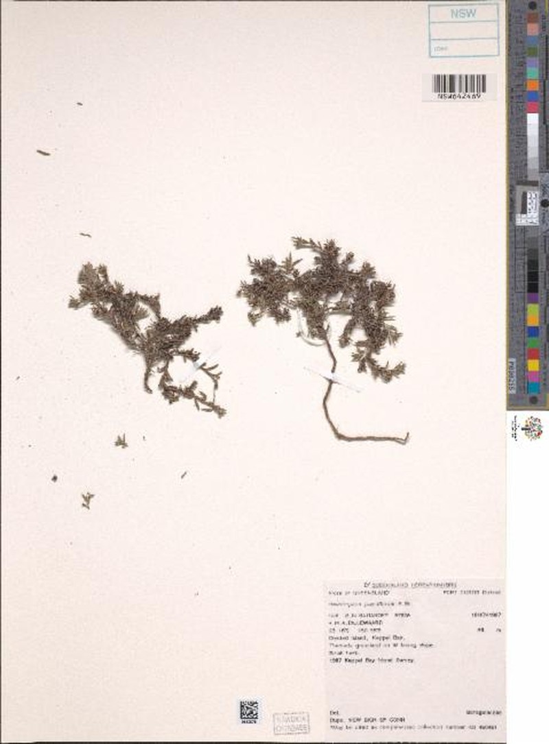 Euploca pauciflora photo 2