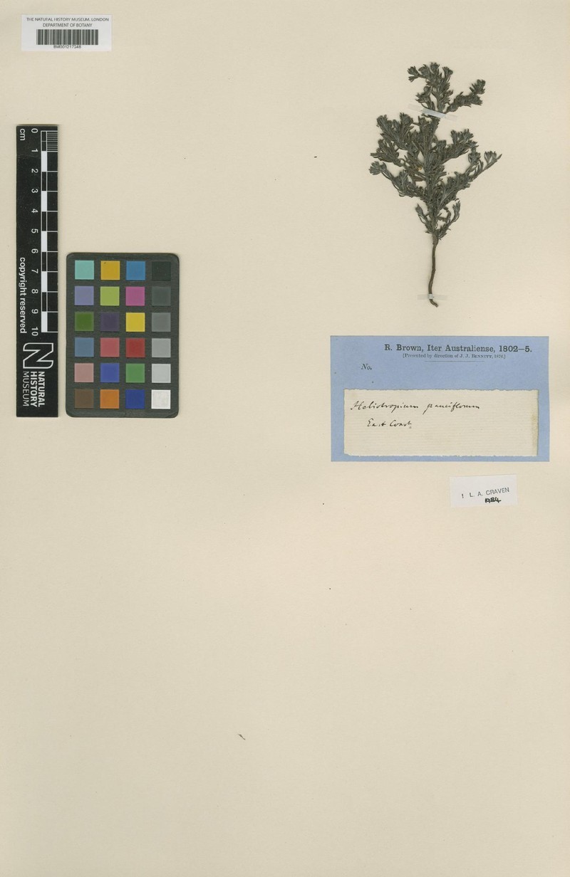 Euploca pauciflora photo 3