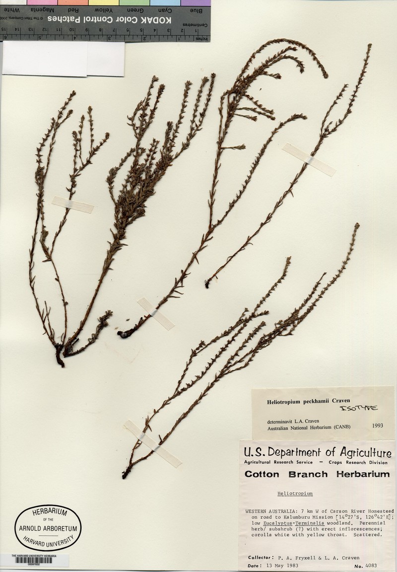 Euploca peckhamii