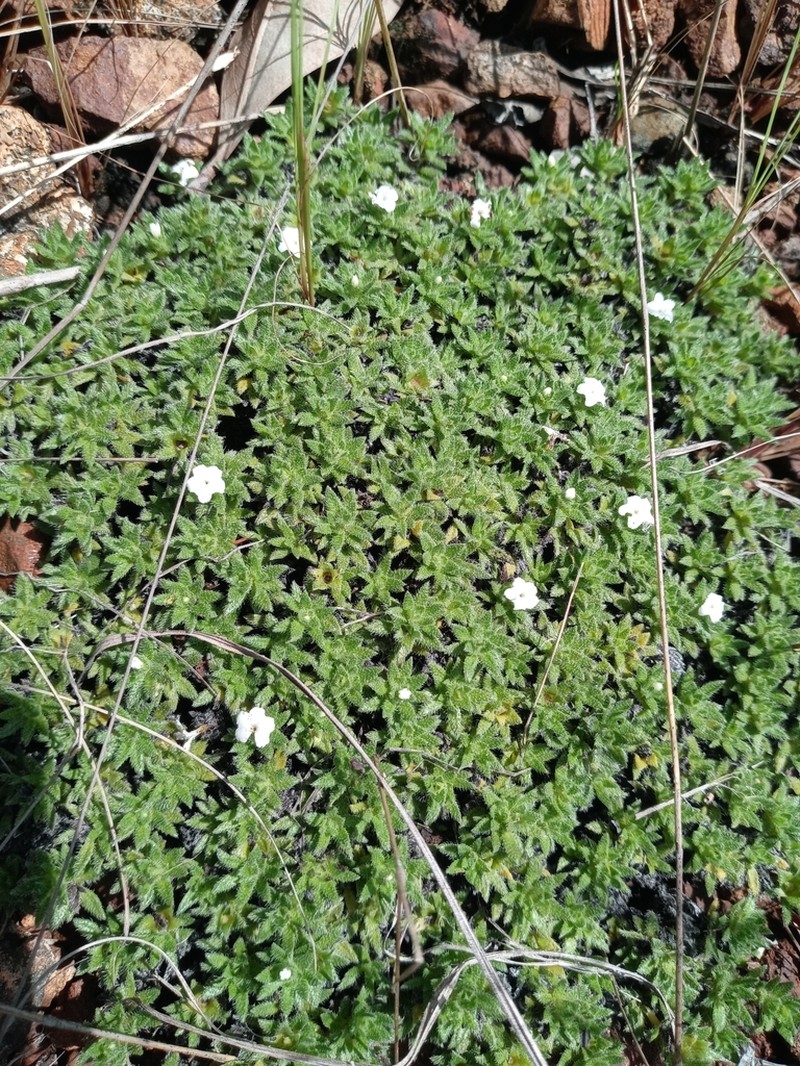 Euploca pedicellaris