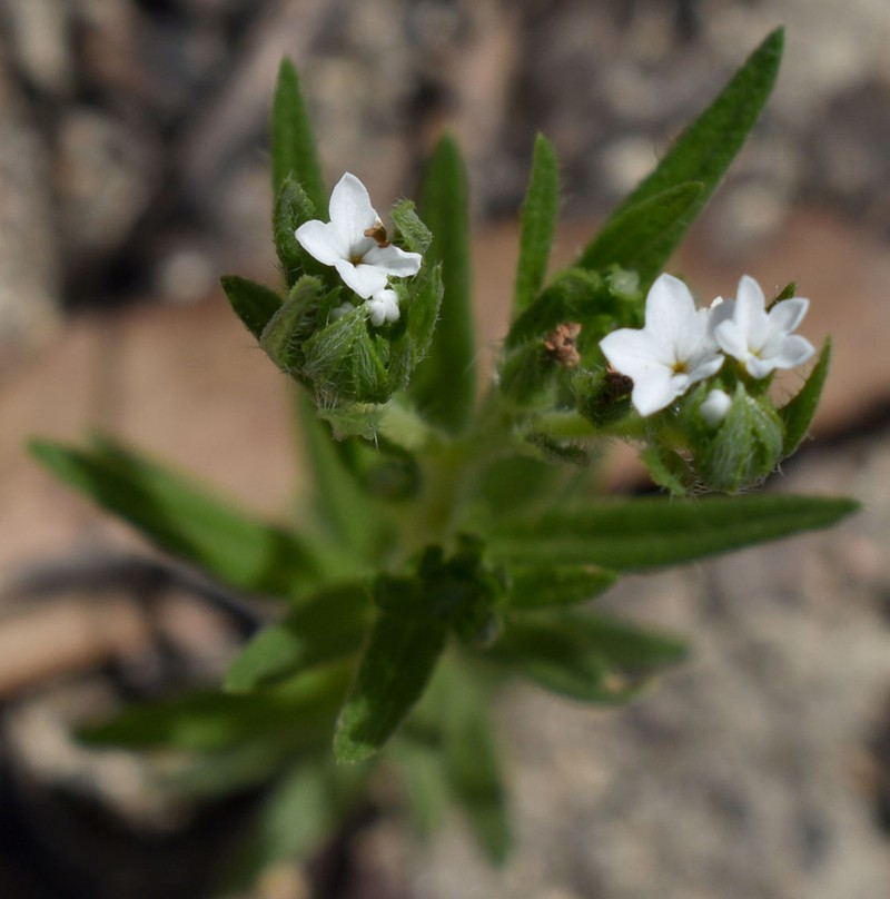Euploca peninsularis