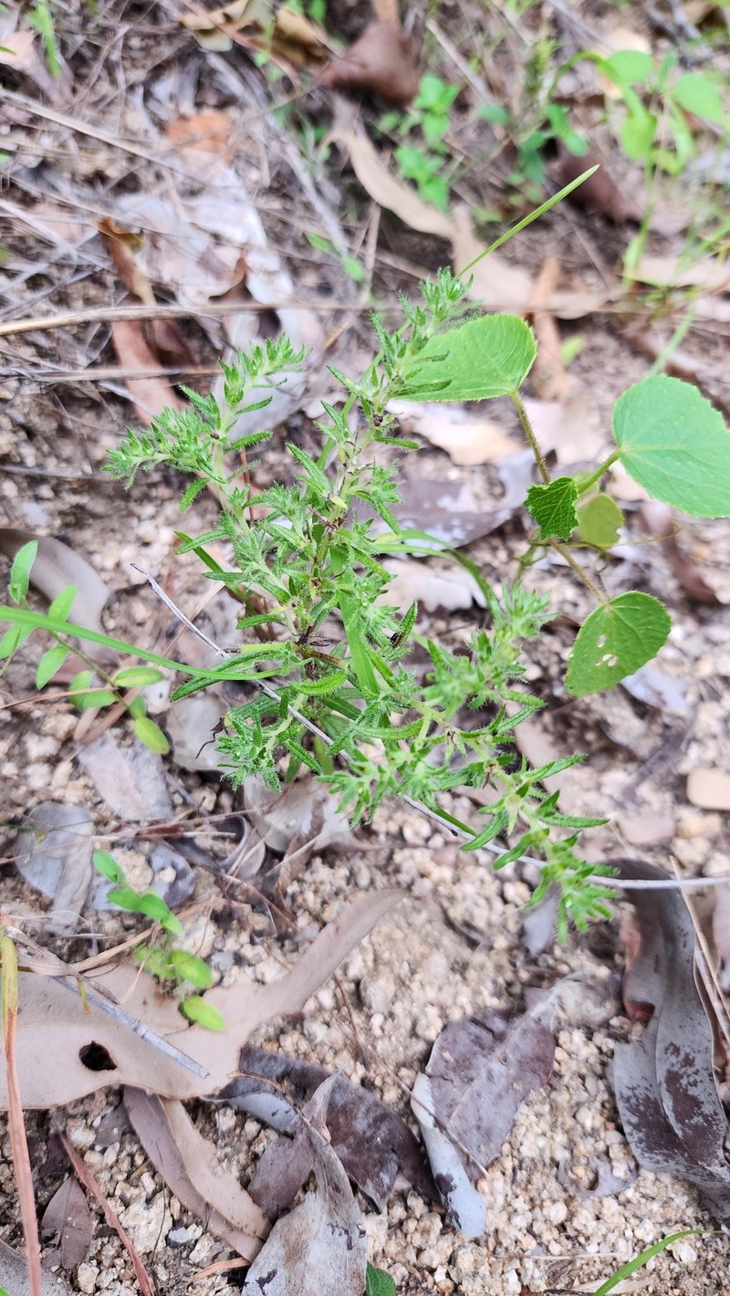 Euploca peninsularis photo 4