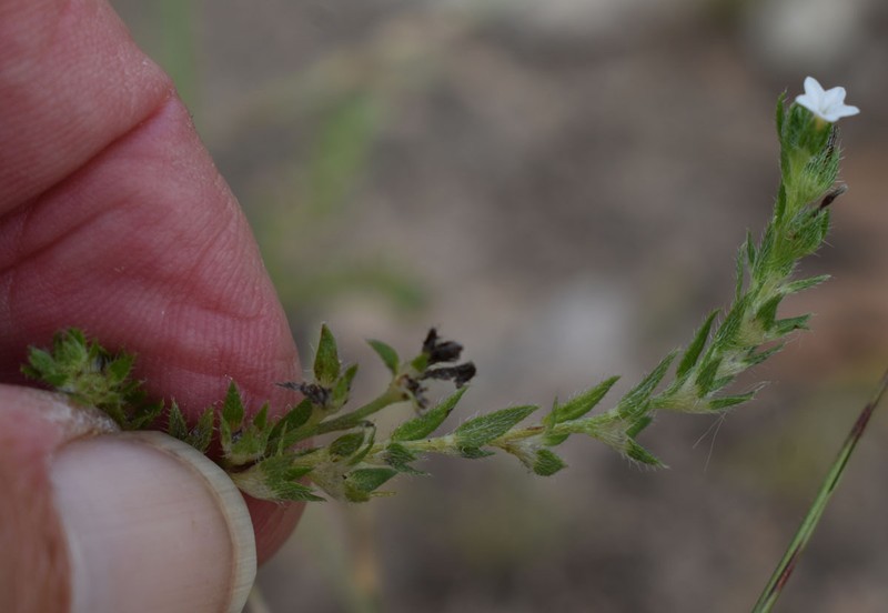 Euploca peninsularis photo 5