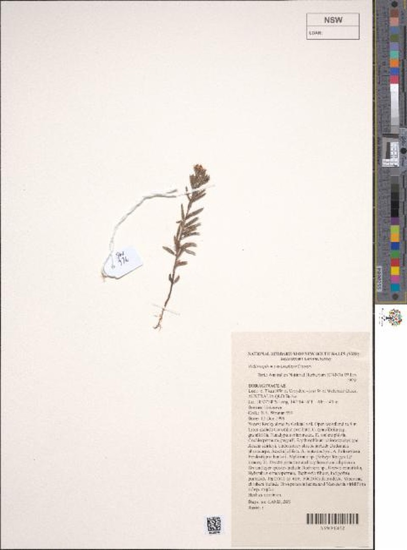Euploca peninsularis photo 6