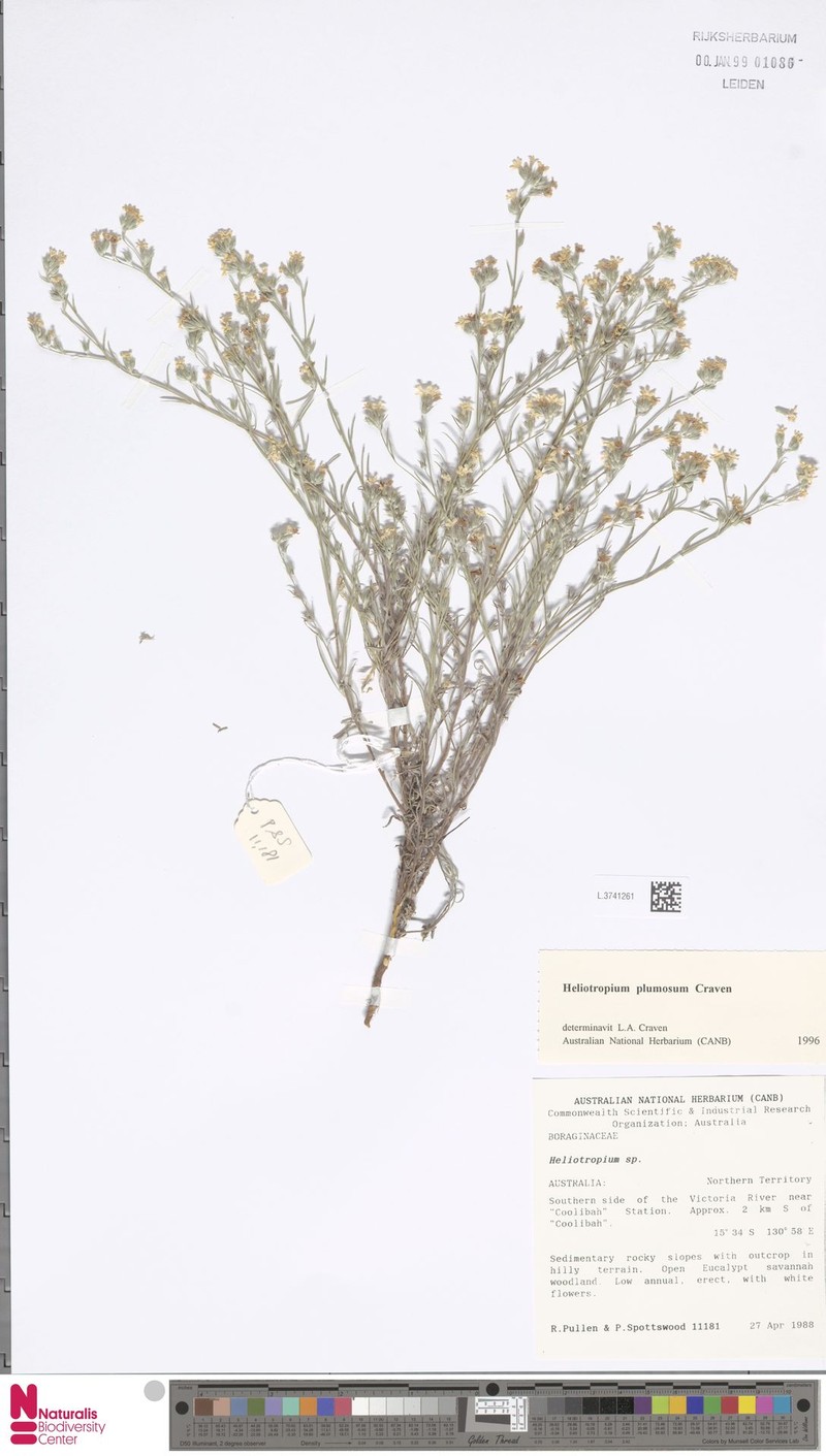 Euploca plumosa