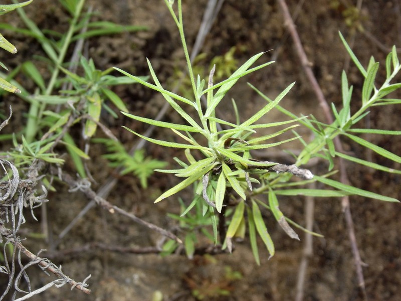 Euploca polyanthella photo 2