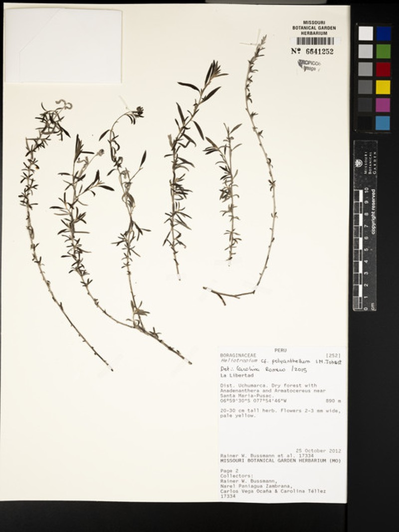 Euploca polyanthella photo 4