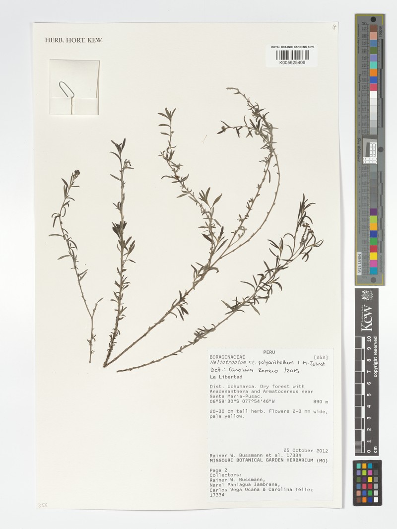 Euploca polyanthella photo 5