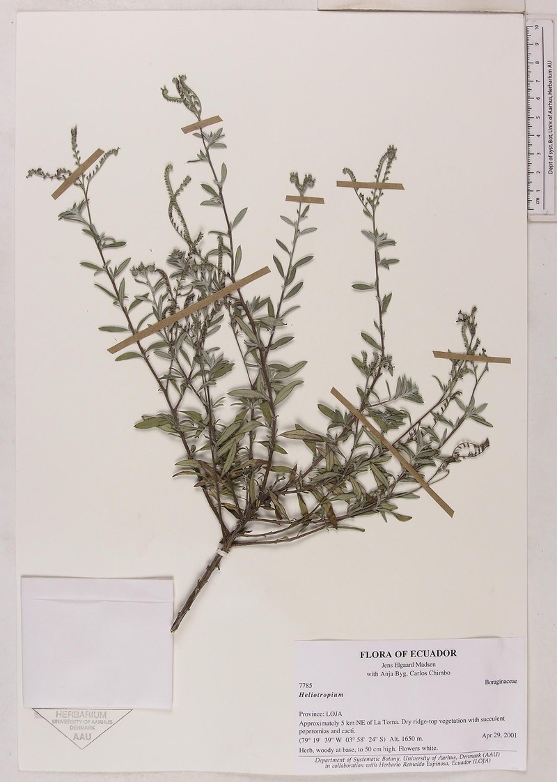 Euploca polyanthella photo 6
